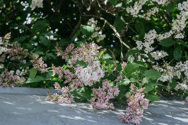 Location meublée : droits et devoirs du locataire